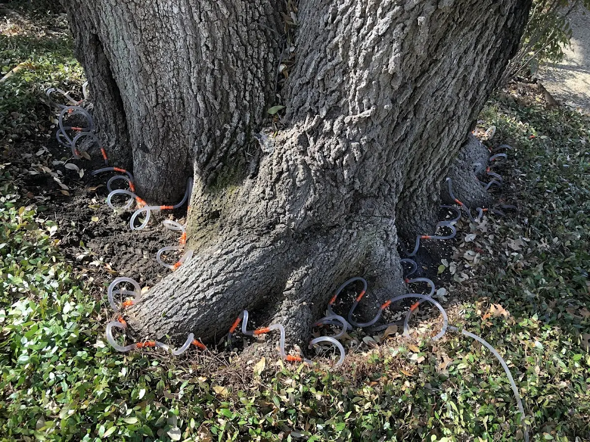 Detailed Tree Cabling and Bracing job site in Pipe Creek