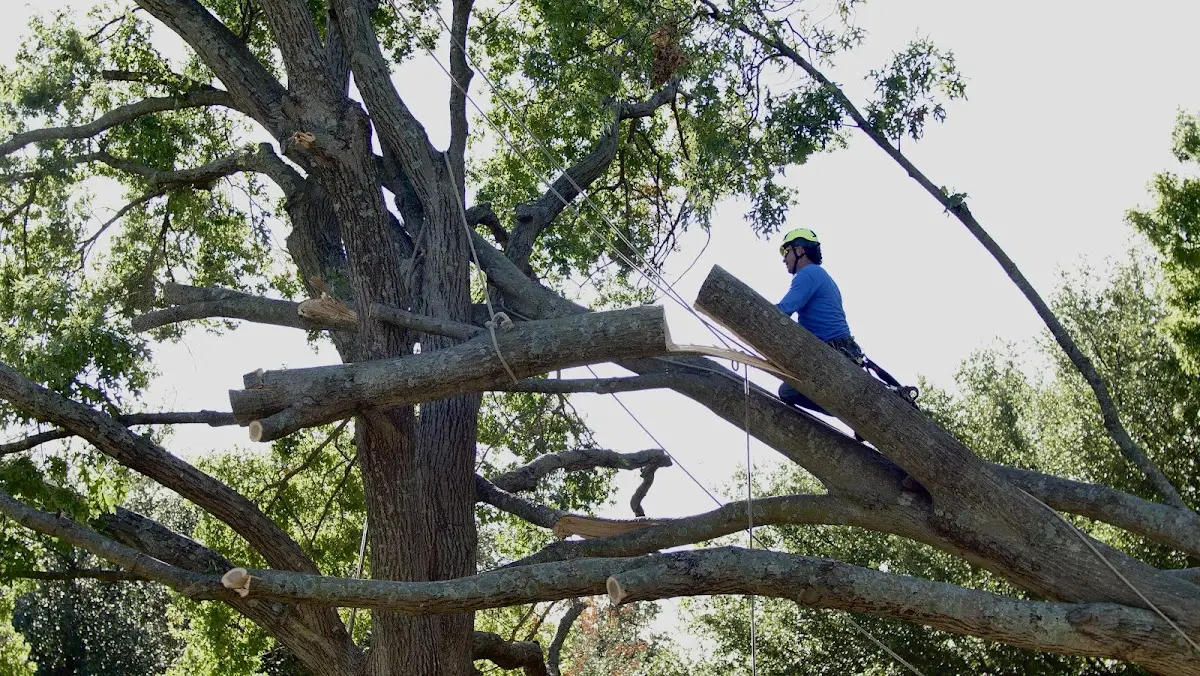 Professional Crown Thinning performed by certified arborists in Pipe Creek