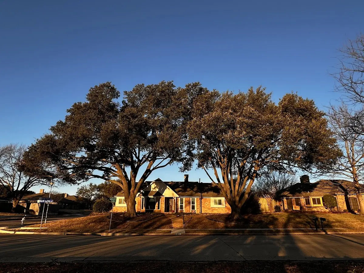 Established residential canopy tree shading a home in Pipe Creek
